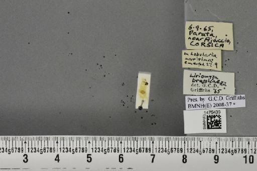 Liriomyza brassicae (Riley, C.V., 1884) - BMNHE_1475433_49236