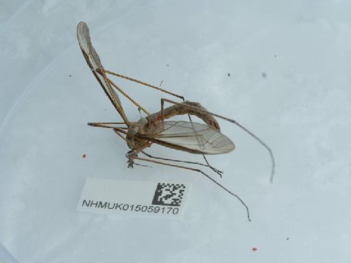 Tipula (Tipula) oleracea Linnaeus, 1758 - 015059170_3