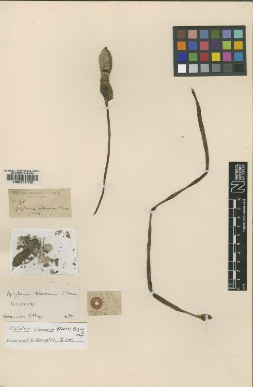 Caladium tuberosum (S.Moore) Bogner & Mayo - BM000617443