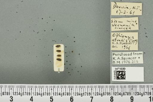 Ophiomyia atralis Spencer, 1961 - BMNHE_1471939_47006