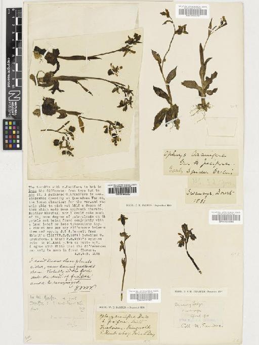Ophrys sphegodes Mill. - BM000955361