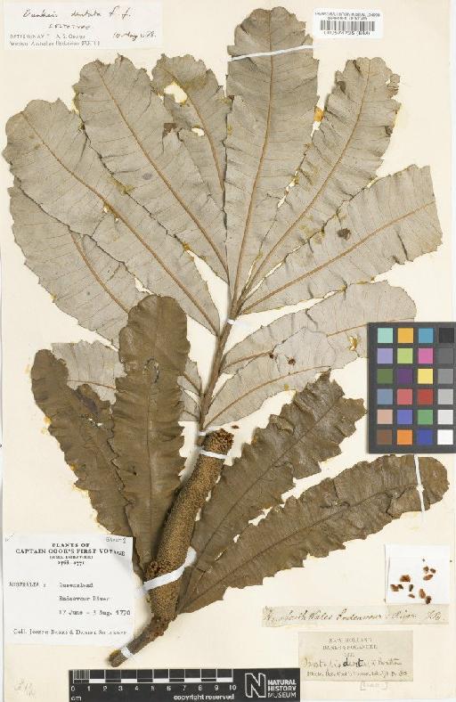 Banksia dentata L.f. - BM000574735