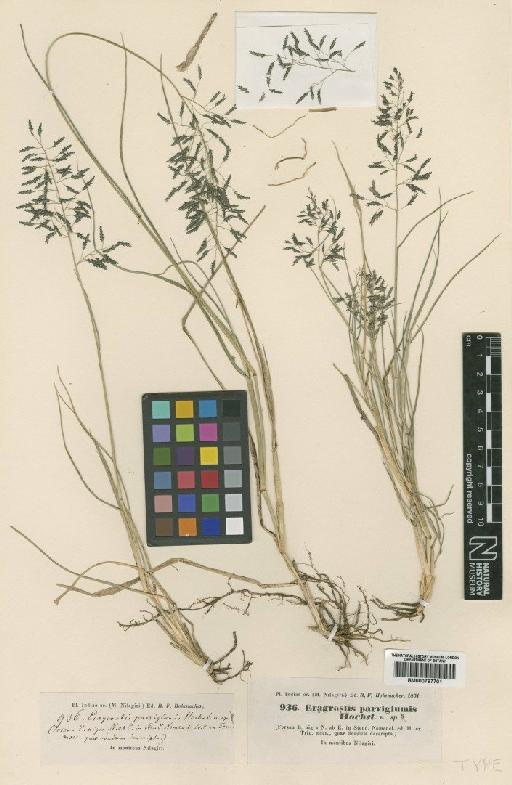Eragrostis parviglumis Hochst. ex Steud. - BM000797701