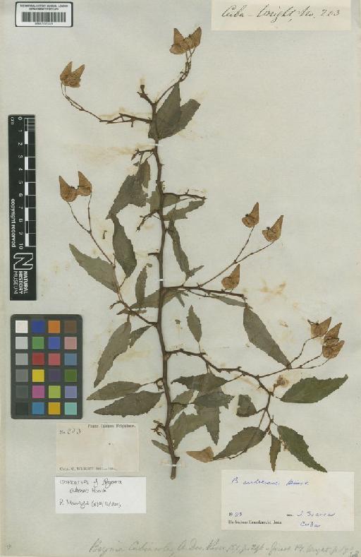 Begonia cubensis Hassk. - BM001191429