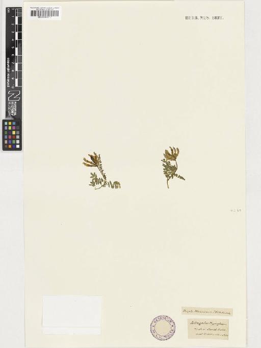 Astragalus danicus Retz. - BM000933777