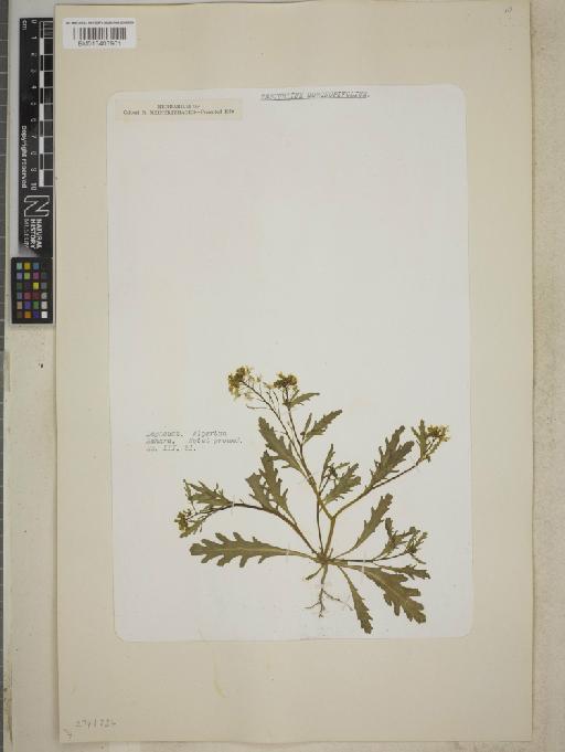 Rorippa coronopifolia (Desf.) Boiss. - BM013403901