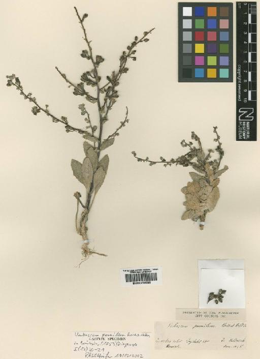Verbascum pumilum Boiss. & Heldr. - BM000796588