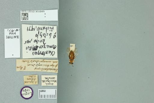 Parachartergus amazonensis Ducke, 1905 - 010817930_Labels_dorsal