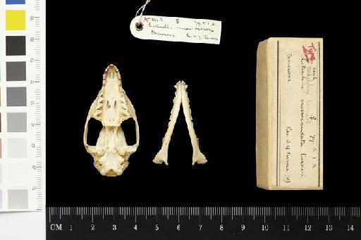 Didelphys turneri Gunther, 1879 - 1879.5.1.3_Skull_Ventral