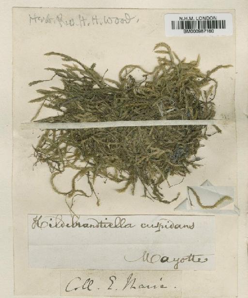 Hildebrandtiella cuspidans Besch. - BM000987160