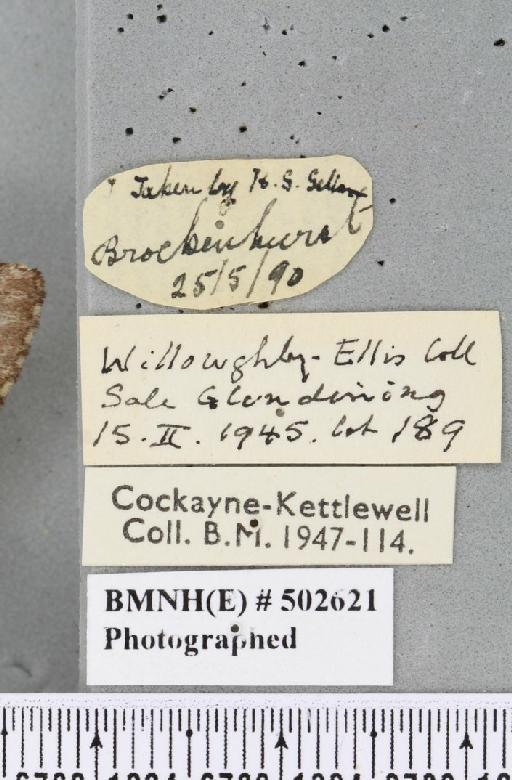 Drymonia ruficornis ab. albisignata Lenz, 1927 - Elisa_025482_label_243654