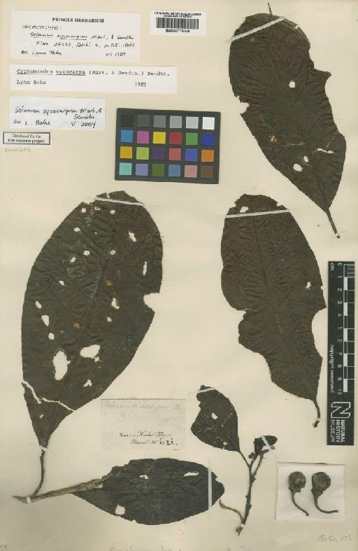 Solanum sycocarpum Mart. & Sendtn. - BM000778004