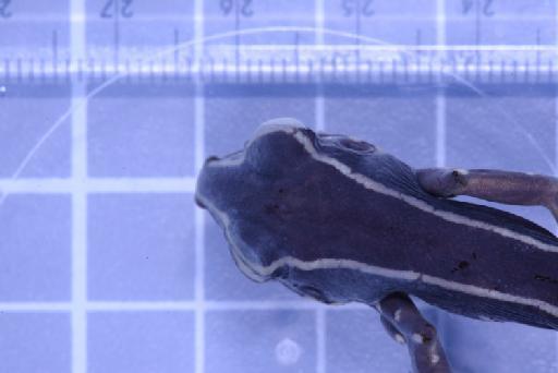 Rana siberu - Image of specimen 1979.306