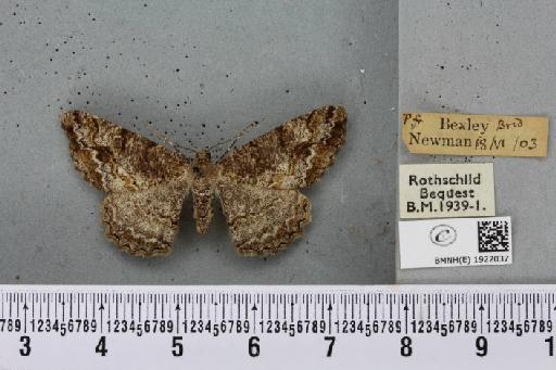 Alcis repandata repandata (Linnaeus, 1758) - BMNHE_1922037_477271