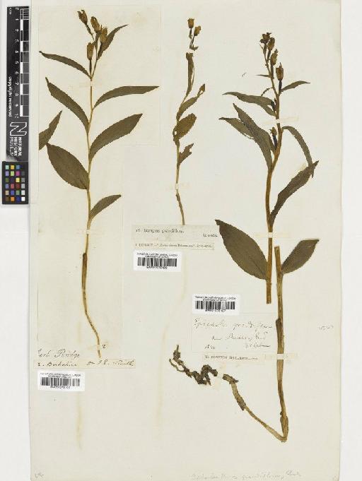 Cephalanthera damasonium (Mill.) Druce - BM001075195