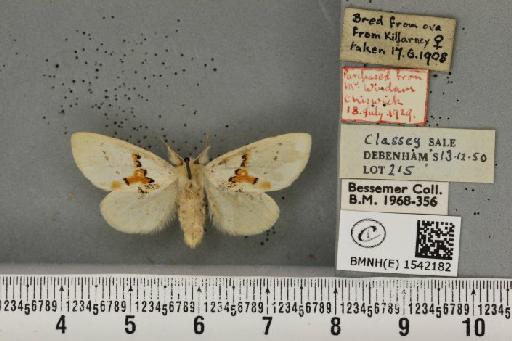 Leucodonta bicoloria (Denis & Schiffermüller, 1775) - BMNHE_1542182_282519