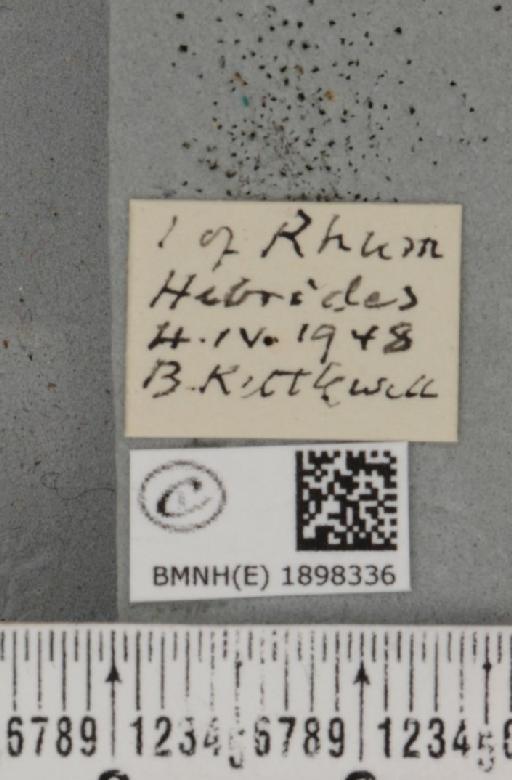 Lycia zonaria atlantica (Harrison, 1938) - BMNHE_1898336_label_491208