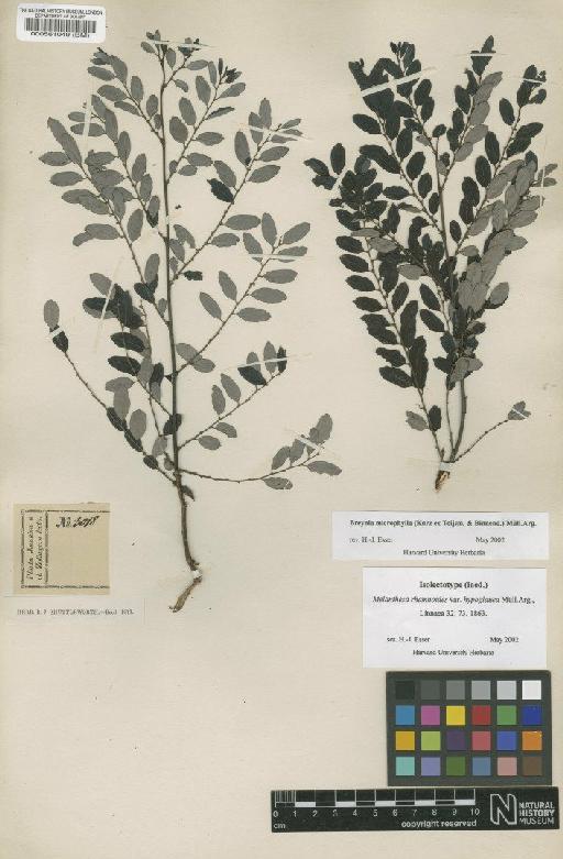Breynia microphylla - BM000561049