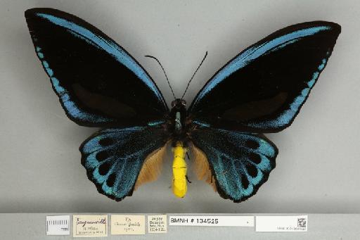 Ornithoptera priamus urvillianus Guérin-Méneville, 1829 - 013604584__