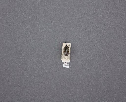 Sarcophaga (Thyrsocnema) incisilobata Pandelle, 1896 - 015093383_234562_1297059