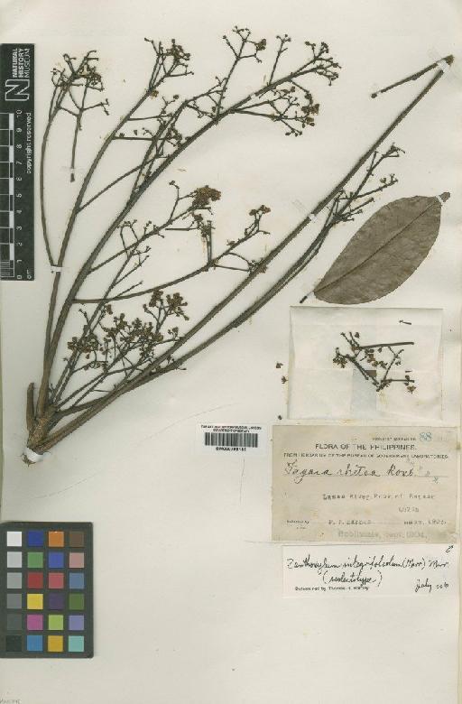 Zanthoxylum integrifoliolum (Merr.) Merr. - BM000798141