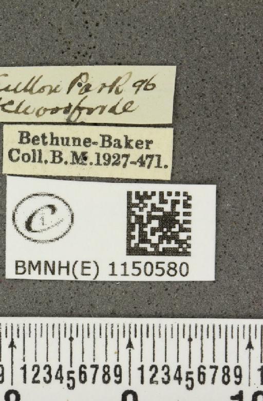 Celastrina argiolus britanna (Verity, 1919) - BMNHE_1150580_label_111975