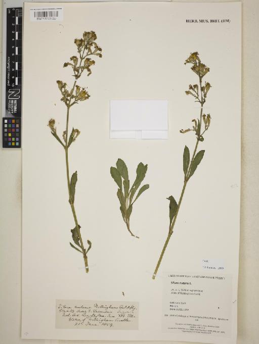 Silene nutans L. - BM013722039