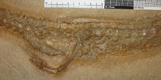 Rhacheosaurus gracilis von Meyer, 1831 - PV R 3948 Rhacheosaurus gracilis hind limb