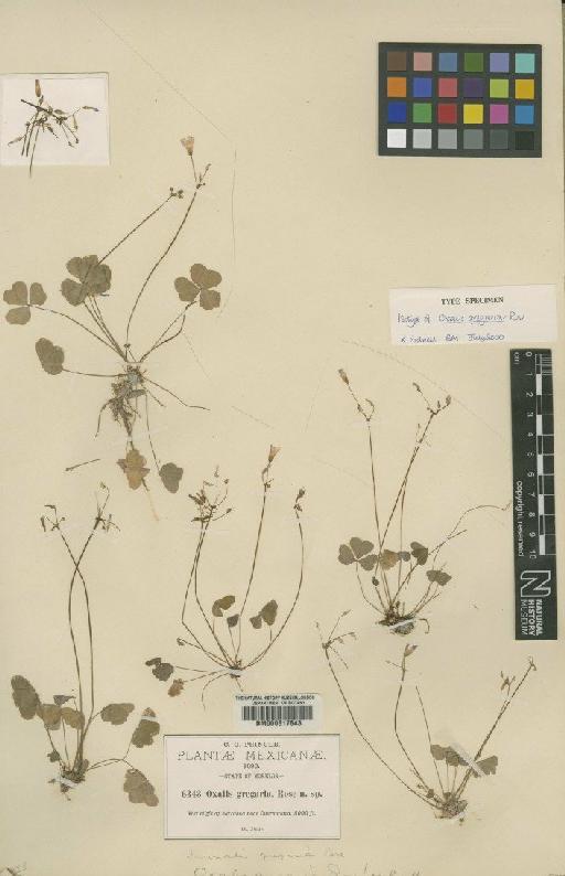 Oxalis gregaria Rose - BM000617643