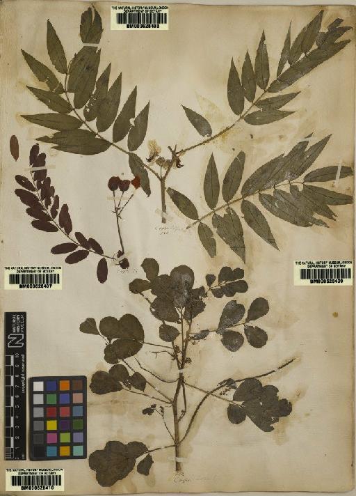 Cassia sophera L. - BM000628408