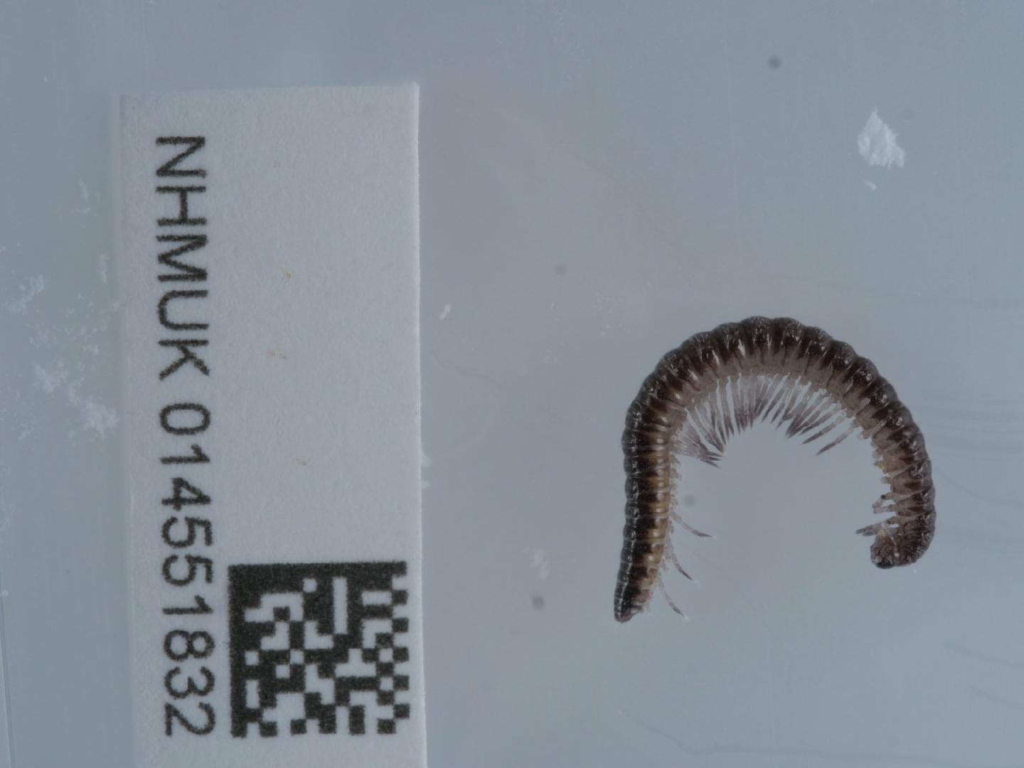 To NHMUK collection (Turdulisoma turdulorum Mauries, 1964; NON-TYPE; NHMUK:ecatalogue:9582344)