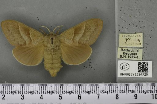 Macrothylacia rubi (Linnaeus, 1758) - BMNHE_1524729_196104