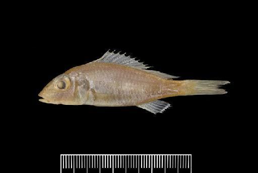 Pelmatochromis pleurospilus Boulenger, 1906 - P.pleurospilus SYNTYPEc