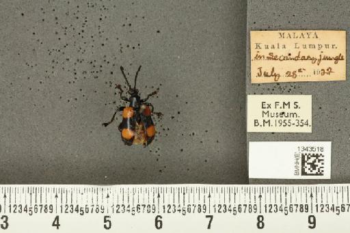 Lilioceris (Lilioceris) quadripustulata (Fabricius, 1787) - BMNHE_1343518_13680