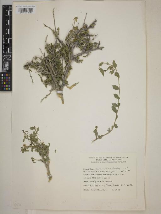 Grewia erythraea - BM013838689
