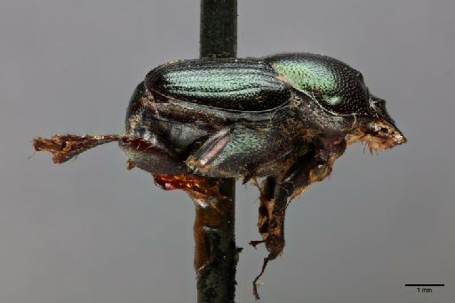 Onthophagus aeneus (Fabricius, 1781) - 014663285_lateral_habitus