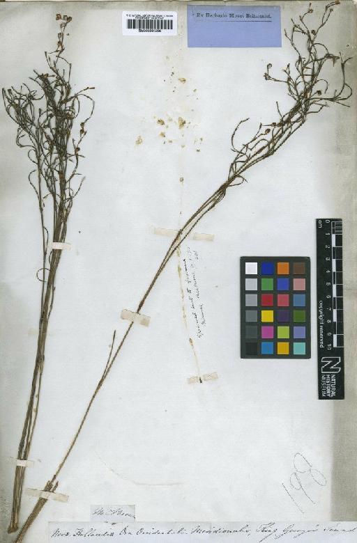 Chordifex crispatus (R.Br.) B.G.Briggs & L.A.S.Johnson - BM000991299