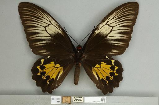 Troides oblongomaculatus bouruensis (Wallace, 1865) - 013747805__599310