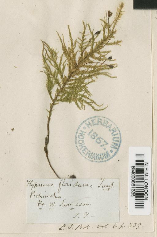 Porotrichum longirostre (Hook.) Mitt. - BM000961385