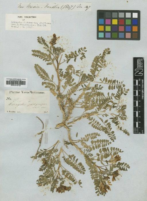 Astragalus lentiginosus var. diphysus (A.Gray) M.E.Jones - BM001042725