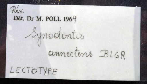 Synodontis annectens Boulenger, 1911 - 1901.12.28.60; Synodontis annectens; image of jar label; ACSI project image