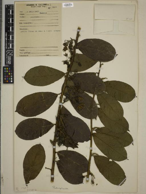 Pentadiplandra Baill. - BM010750569
