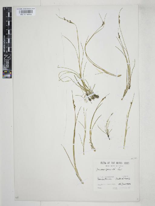 Juncus gerardii Loisel. - 015144448