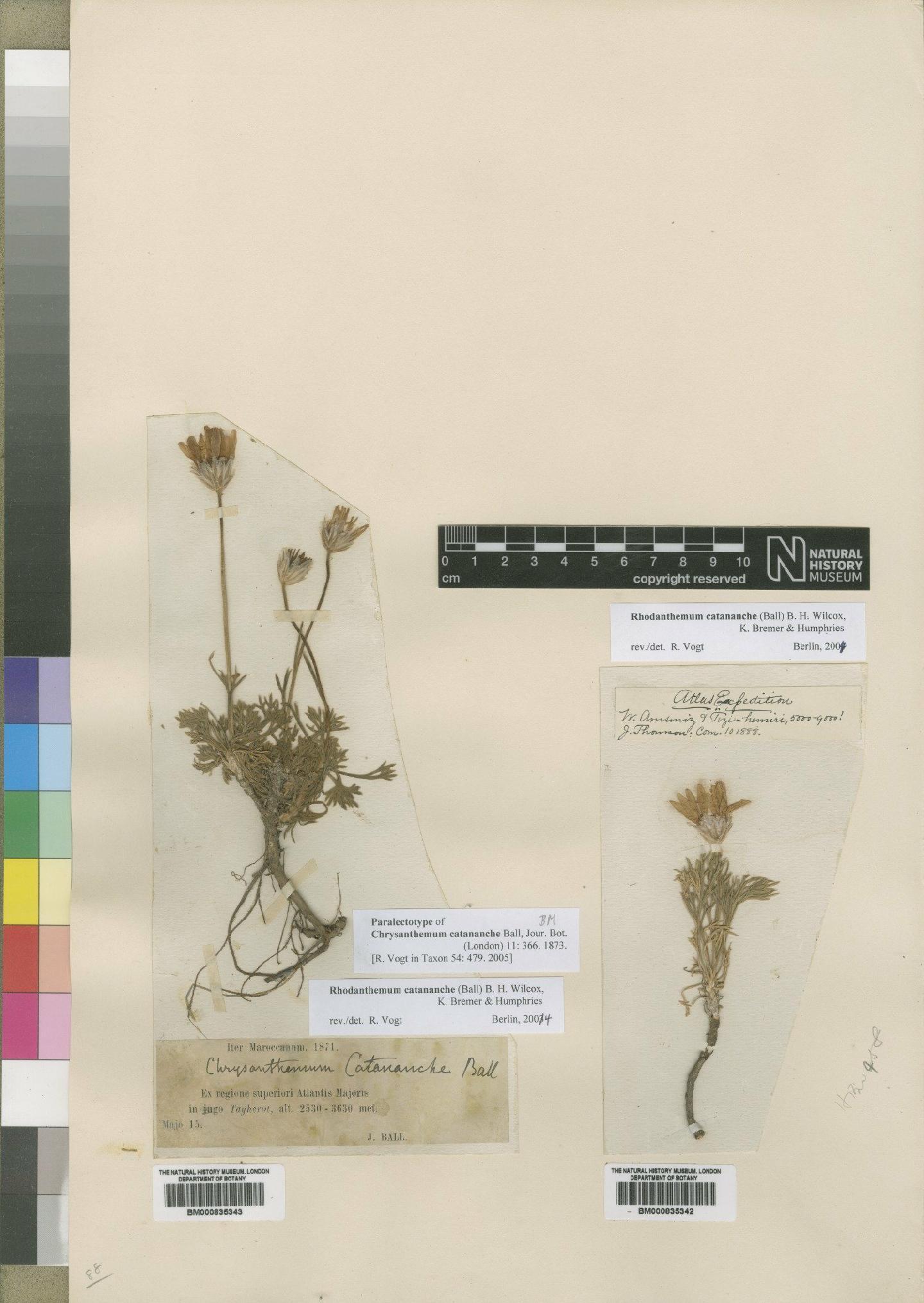 To NHMUK collection (Chrysanthemum catananche Ball; Paratype; NHMUK:ecatalogue:4529498)