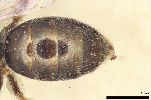 Halictus exiguus Smith, F., 1879 - Halictus_exiguus-NHMUK010265368-type-female-metasoma-dorsal-4_0x