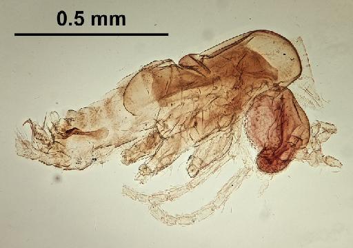 Trichomyia complexa Duckhouse, 1965 - Trichomyia_complexa-010210266-body-160_0x-scale