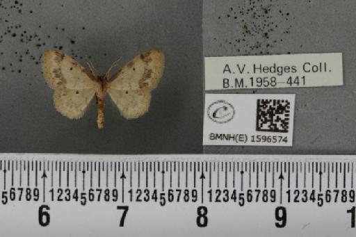Idaea trigeminata (Haworth, 1809) - BMNHE_1596574_265081