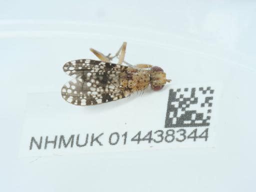 Trypetoptera punctulata (Scopoli, 1763) - 014438344_2