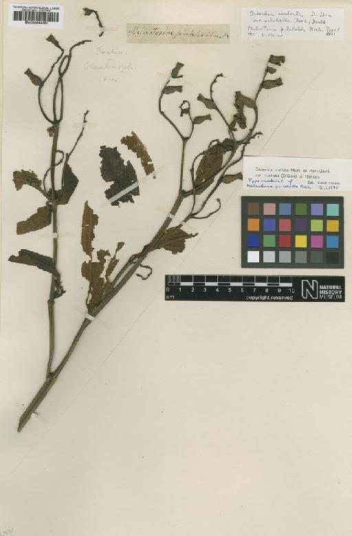 Osbeckia stellata var. rostrata (D.Don) C.Hansen - BM000944362