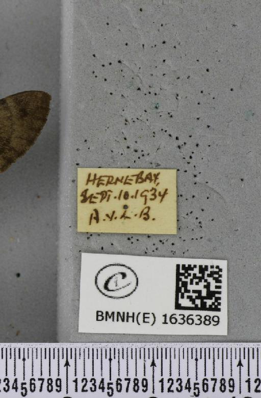 Macroglossum stellatarum (Linnaeus, 1758) - BMNHE_1636389_label_206105